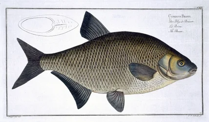 Lahna (Cyprinus Brama) levy XIII julkaisusta "Ichthyologie, ou histoire naturelle generale et specifice des poisson", kirjoittanut Marcus Elieser Bloch (1723-99), kaivertanut Gabriel Bodenehr (1673-1766), julkaise